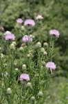 Field thistle